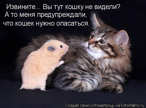 Извините... Вы тут кошку не видели? А то меня предупреждали, что кошек нужно опасаться.... Котоматрица: Извините... Вы тут кошку не видели? А то меня предупреждали, что кошек нужно опасаться.