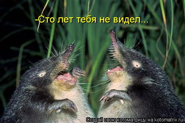 -Сто лет тебя не видел...... Котоматрица: -Сто лет тебя не видел...