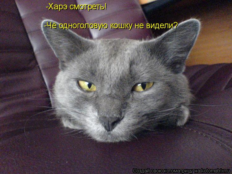 -Харэ смотреть! -Чё одноголовую кошку не видели?... Котоматрица: -Харэ смотреть! -Чё одноголовую кошку не видели?