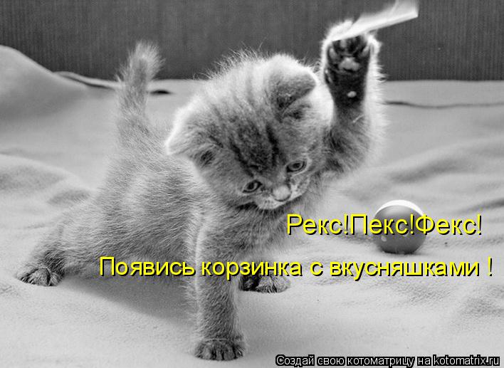 Появись корзинка с вкусняшками ! Рекс!Пекс!Фекс!... Котоматрица: Появись корзинка с вкусняшками ! Рекс!Пекс!Фекс!