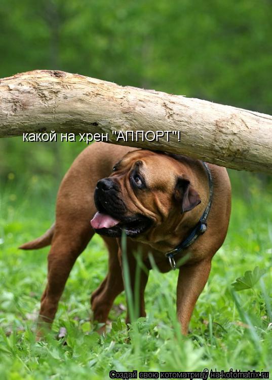 какой на хрен "АППОРТ"!... Котоматрица: какой на хрен "АППОРТ"!