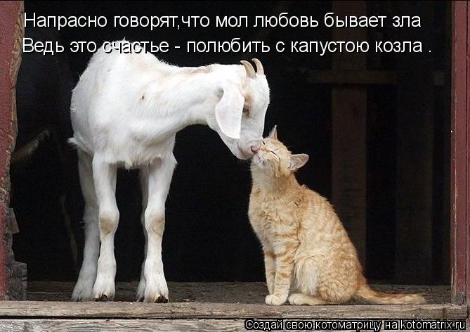 Напрасно говорят,что мол любовь бывает зла Ведь это счастье - полюбить с капустою козла .... Котоматрица: Напрасно говорят,что мол любовь бывает зла Ведь это счастье - полюбить с капустою козла .