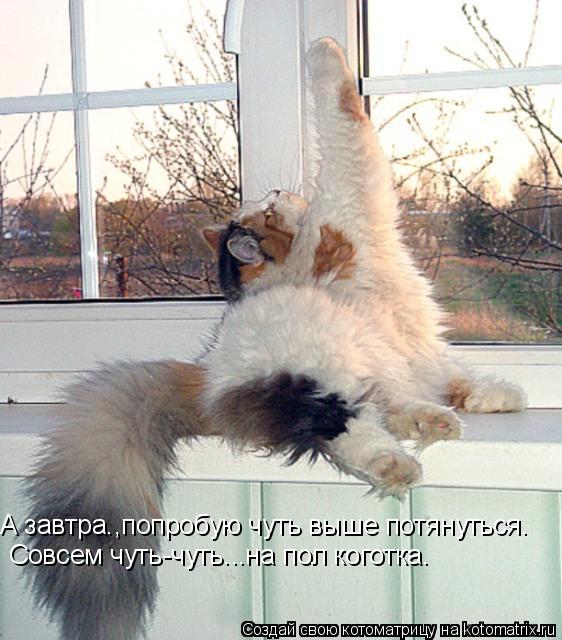 А завтра.,попробую чуть выше потянуться. Совсем чуть-чуть...на пол коготка.... Котоматрица: А завтра.,попробую чуть выше потянуться. Совсем чуть-чуть...на пол коготка.