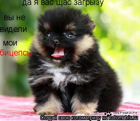 Котоматрица: да я вас щас загрызу вы не  видели мои бицепсы