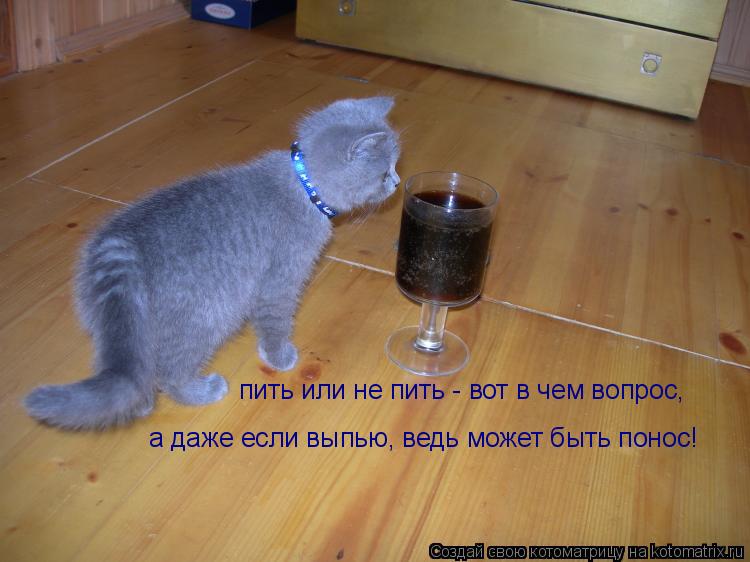 пить или не пить - вот в чем вопрос, пить или не пить - вот в чем вопрос, а даже если выпью, ведь мож... Котоматрица: пить или не пить - вот в чем вопрос, пить или не пить - вот в чем вопрос, а даже если выпью, ведь может быть понос!