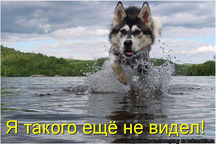 Котоматрица: Я такого ещё не видел!