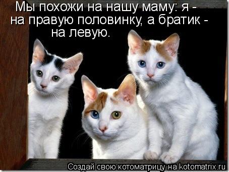 Мы похожи на нашу маму: я - на правую половинку, а братик - на левую.... Котоматрица: Мы похожи на нашу маму: я - на правую половинку, а братик - на левую.