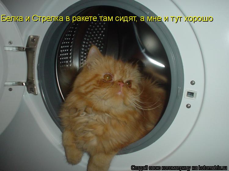 Белка и Стрелка в ракете там сидят, а мне и тут хорошо... Котоматрица: Белка и Стрелка в ракете там сидят, а мне и тут хорошо