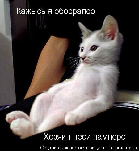 Кажысь я обосралсо Хозяин неси памперс... Котоматрица: Кажысь я обосралсо Хозяин неси памперс
