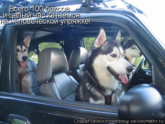 Всего 100 баксов и целый час катаемся на человеческой упряжке!... Котоматрица: Всего 100 баксов и целый час катаемся на человеческой упряжке!