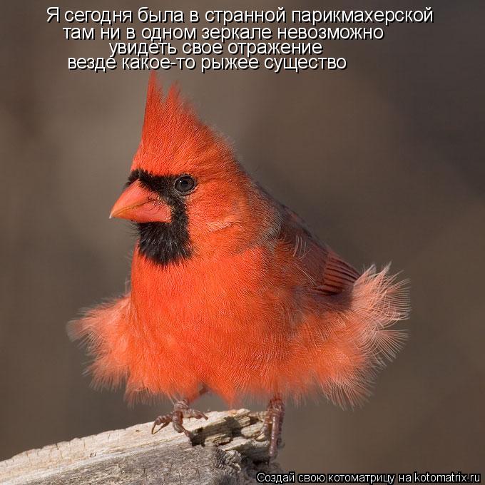 Я сегодня была в странной парикмахерской там ни в одном зеркале невозможно увидеть свое отражение вез... Котоматрица: Я сегодня была в странной парикмахерской там ни в одном зеркале невозможно увидеть свое отражение везде какое-то рыжее существо