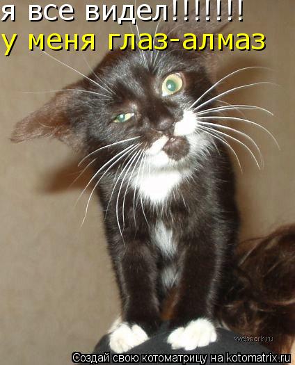 я все видел!!!!!!! у меня глаз-алмаз... Котоматрица: я все видел!!!!!!! у меня глаз-алмаз