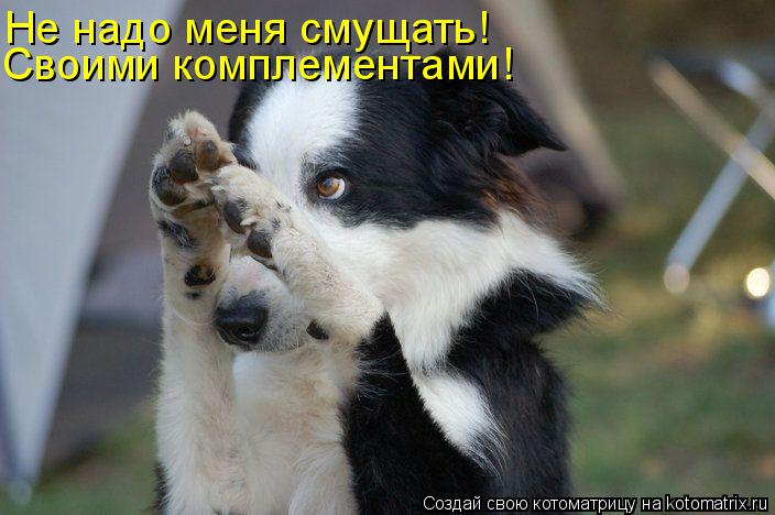Не надо меня смущать! Своими комплементами!... Котоматрица: Не надо меня смущать! Своими комплементами!
