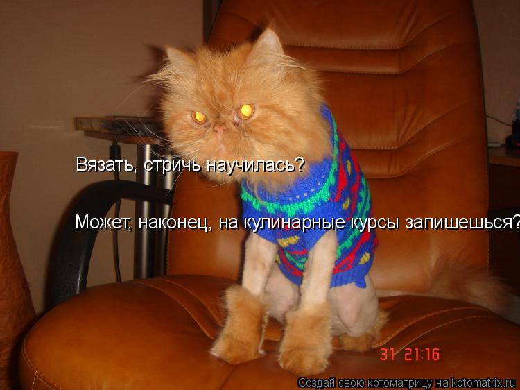 Может, наконец, на кулинарные курсы запишешься? Вязать, стричь научилась?... Котоматрица: Может, наконец, на кулинарные курсы запишешься? Вязать, стричь научилась?