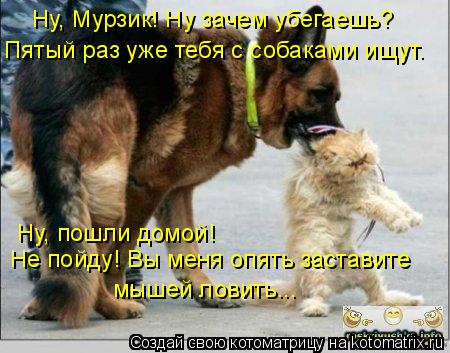Ну, Мурзик! Ну зачем убегаешь? Пятый раз уже тебя с собаками ищут. Ну, пошли домой! Не пойду! Вы меня... Котоматрица: Ну, Мурзик! Ну зачем убегаешь? Пятый раз уже тебя с собаками ищут. Ну, пошли домой! Не пойду! Вы меня опять заставите мышей ловить...
