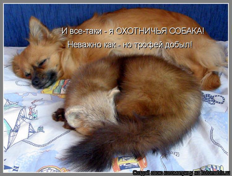 И все-таки - я ОХОТНИЧЬЯ СОБАКА! Неважно как - но трофей добыл!... Котоматрица: И все-таки - я ОХОТНИЧЬЯ СОБАКА! Неважно как - но трофей добыл!