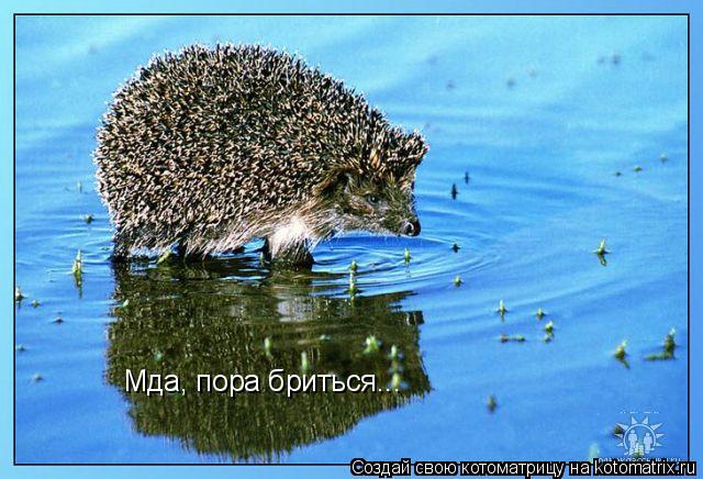 Мда, пора бриться...... Котоматрица: Мда, пора бриться...