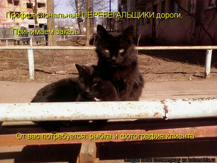 Принимаем заказы Проффесиональные ПЕРЕБЕГАЛЬЩИКИ дороги. От вас потребуется: рыбка и фотография клиен... Котоматрица: Принимаем заказы Проффесиональные ПЕРЕБЕГАЛЬЩИКИ дороги. От вас потребуется: рыбка и фотография клиента