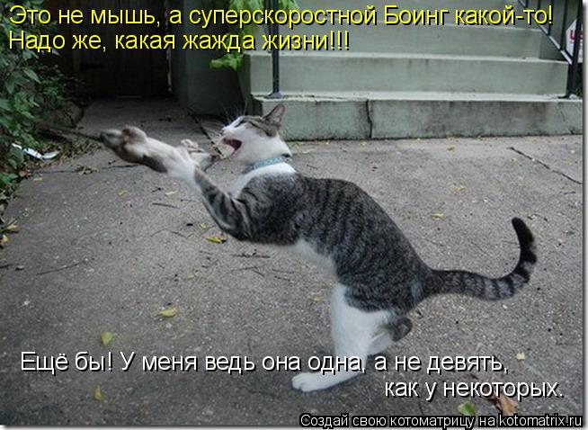 Это не мышь, а суперскоростной Боинг какой-то! Надо же, какая жажда жизни!!! Ещё бы! У меня ведь она ... Котоматрица: Это не мышь, а суперскоростной Боинг какой-то! Надо же, какая жажда жизни!!! Ещё бы! У меня ведь она одна, а не девять, как у некоторых.