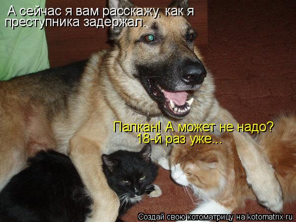 А сейчас я вам расскажу, как я преступника задержал. Палкан! А может не надо? 18-й раз уже...... Котоматрица: А сейчас я вам расскажу, как я преступника задержал. Палкан! А может не надо? 18-й раз уже...