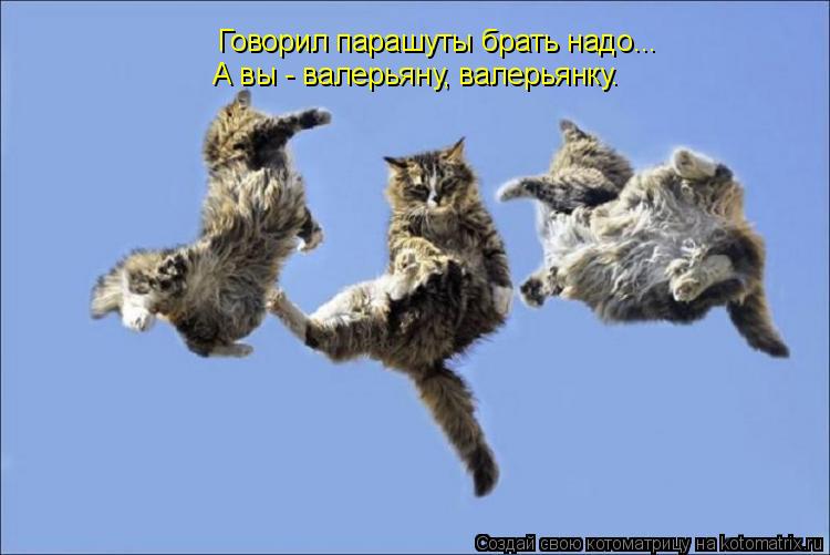 Говорил парашуты брать надо... А вы - валерьяну, валерьянку.... Котоматрица: Говорил парашуты брать надо... А вы - валерьяну, валерьянку.