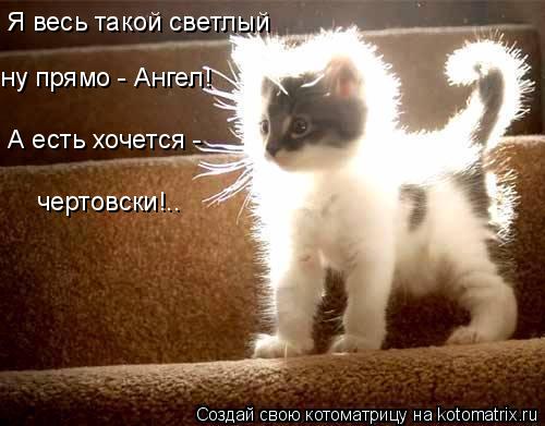 Я весь такой светлый ну прямо - Ангел! А есть хочется - чертовски!..... Котоматрица: Я весь такой светлый ну прямо - Ангел! А есть хочется - чертовски!..