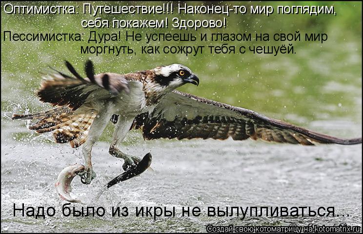Оптимистка: Путешествие!!! Наконец-то мир поглядим, себя покажем! Здорово! Пессимистка: Дура! Не успе... Котоматрица: Оптимистка: Путешествие!!! Наконец-то мир поглядим, себя покажем! Здорово! Пессимистка: Дура! Не успеешь и глазом на свой мир моргнуть, как со