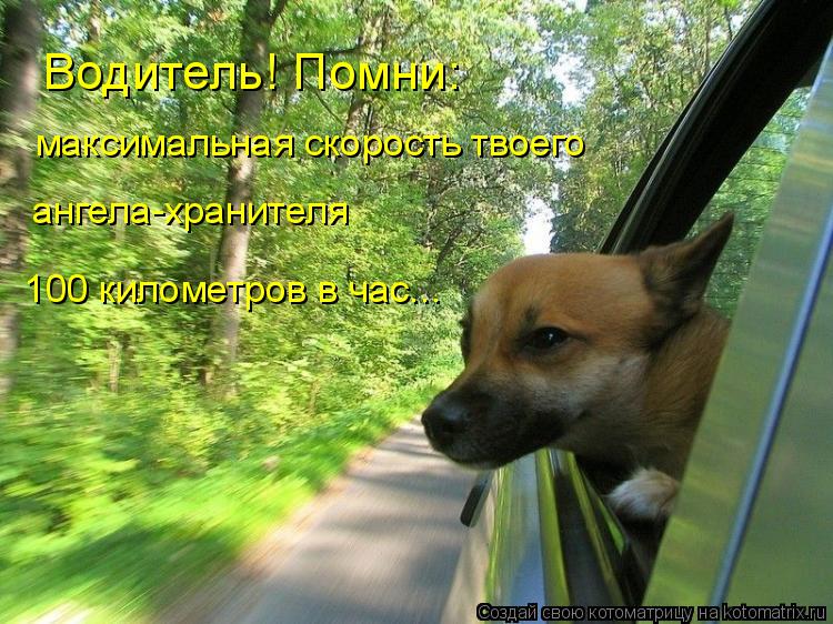 Водитель! Помни: максимальная скорость твоего ангела-хранителя 100 километров в час...... Котоматрица: Водитель! Помни: максимальная скорость твоего ангела-хранителя 100 километров в час...