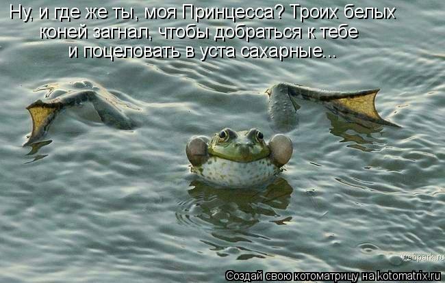 Ну, и где же ты, моя Принцесса? Троих белых коней загнал, чтобы добраться к тебе и поцеловать в уста... Котоматрица: Ну, и где же ты, моя Принцесса? Троих белых коней загнал, чтобы добраться к тебе и поцеловать в уста сахарные...