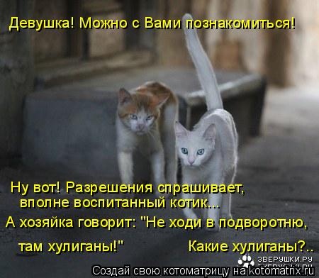 Девушка! Можно с Вами познакомиться! Ну вот! Разрешения спрашивает, вполне воспитанный котик... А хо... Котоматрица: Девушка! Можно с Вами познакомиться! Ну вот! Разрешения спрашивает, вполне воспитанный котик... А хозяйка говорит: "Не ходи в подворотню, там