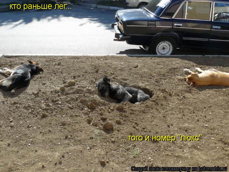 ...того и номер "люкс" кто раньше лег...... Котоматрица: ...того и номер "люкс" кто раньше лег...