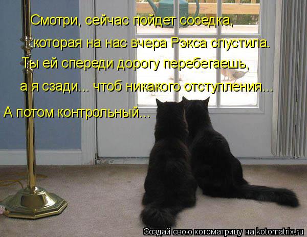Смотри, сейчас пойдет соседка, которая на нас вчера Рэкса спустила. а я сзади... чтоб никакого отступ... Котоматрица: Смотри, сейчас пойдет соседка, которая на нас вчера Рэкса спустила. а я сзади... чтоб никакого отступления... Ты ей спереди дорогу перебегаешь