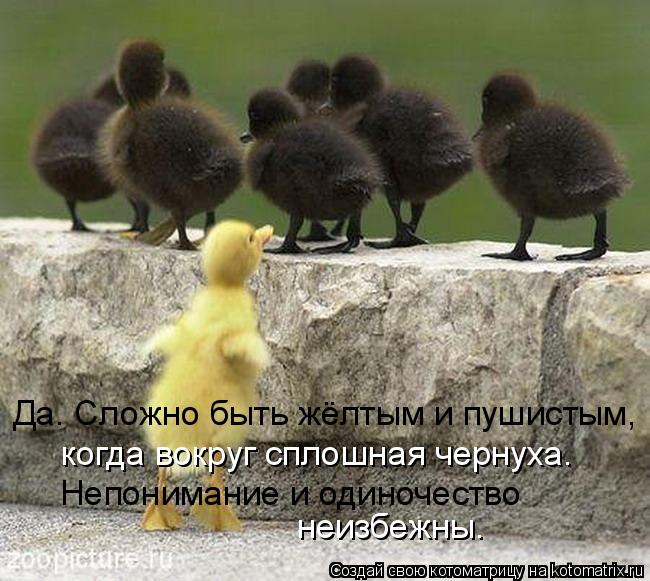 Да. Сложно быть жёлтым и пушистым, когда вокруг сплошная чернуха. Непонимание и одиночество неизбеж... Котоматрица: Да. Сложно быть жёлтым и пушистым, когда вокруг сплошная чернуха. Непонимание и одиночество неизбежны.