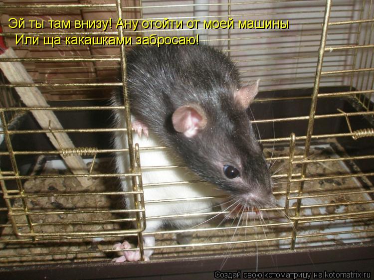 Эй ты там внизу! Ану отойти от моей машины Или ща какашками забросаю!... Котоматрица: Эй ты там внизу! Ану отойти от моей машины Или ща какашками забросаю!
