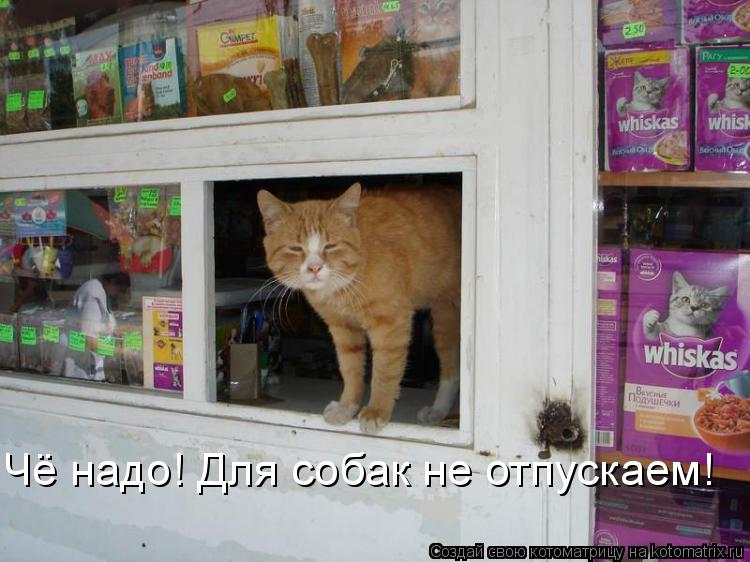 Чё надо! Для собак не отпускаем!... Котоматрица: Чё надо! Для собак не отпускаем!
