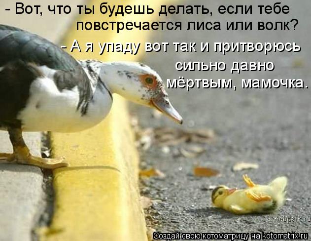 - Вот, что ты будешь делать, если тебе повстречается лиса или волк? - А я упаду вот так и притворюсь ... Котоматрица: - Вот, что ты будешь делать, если тебе повстречается лиса или волк? - А я упаду вот так и притворюсь сильно давно мёртвым, мамочка.