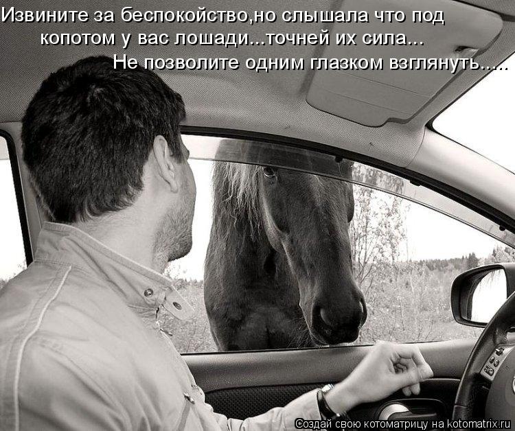 Не позволите одним глазком взглянуть..... Извините за беспокойство,но слышала что под копотом у вас ... Котоматрица: Не позволите одним глазком взглянуть..... Извините за беспокойство,но слышала что под копотом у вас лошади...точней их сила...