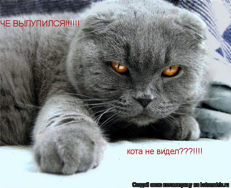 ЧЕ ВЫЛУПИЛСЯ!!!!!! кота не видел???!!!!... Котоматрица: ЧЕ ВЫЛУПИЛСЯ!!!!!! кота не видел???!!!!