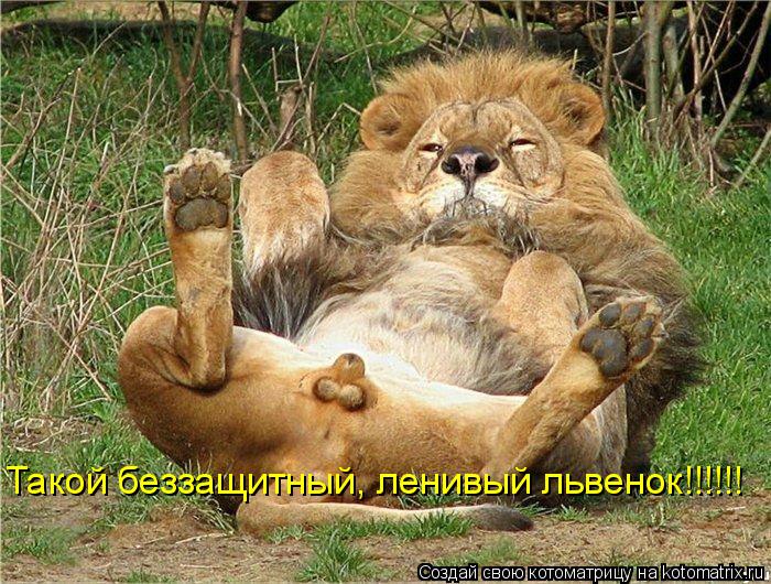 Такой беззащитный, ленивый львенок!!!!!!... Котоматрица: Такой беззащитный, ленивый львенок!!!!!!