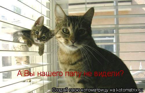 Котоматрица: А Вы нашего папу не видели?