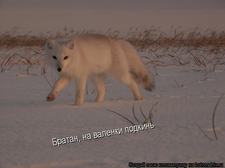 Братан, на валенки подкинь... Котоматрица: Братан, на валенки подкинь