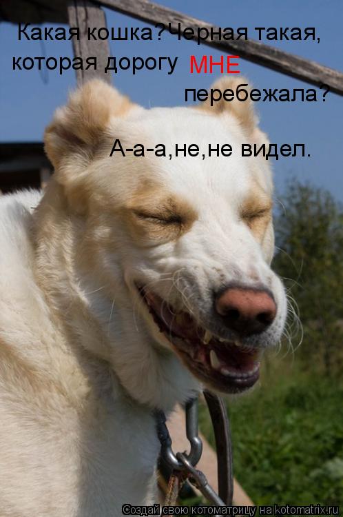 Котоматрица: Какая кошка?Черная такая, которая дорогу  МНЕ перебежала? А-а-а,не,не видел.