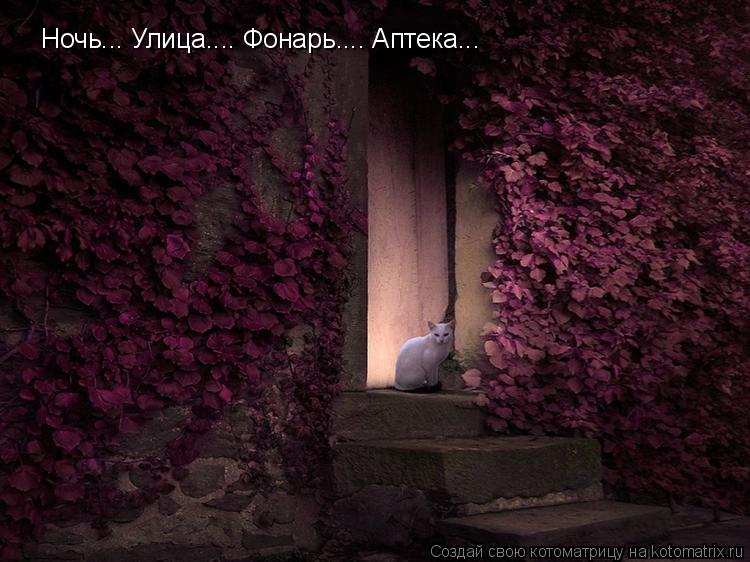 Ночь... Улица.... Фонарь.... Аптека... Ночь... Улица.... Фонарь.... Аптека...... Котоматрица: Ночь... Улица.... Фонарь.... Аптека... Ночь... Улица.... Фонарь.... Аптека...
