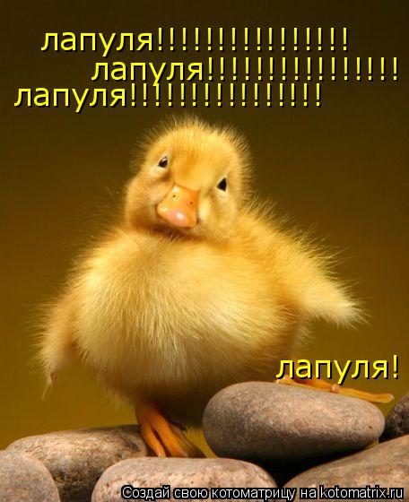 лапуля!!!!!!!!!!!!!!!! лапуля!!!!!!!!!!!!!!!! лапуля!!!!!!!!!!!!!!!! лапуля!... Котоматрица: лапуля!!!!!!!!!!!!!!!! лапуля!!!!!!!!!!!!!!!! лапуля!!!!!!!!!!!!!!!! лапуля!