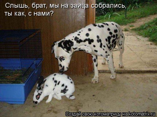 Слышь, брат, мы на зайца собрались, ты как, с нами?... Котоматрица: Слышь, брат, мы на зайца собрались, ты как, с нами?