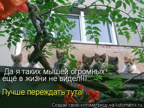 Да я таких мышей огромных ещё в жизни не видел!!! Лучше переждать тута!... Котоматрица: Да я таких мышей огромных ещё в жизни не видел!!! Лучше переждать тута!