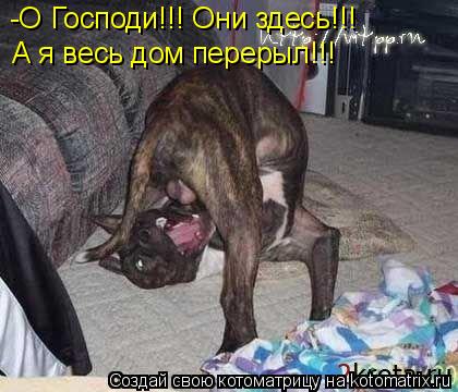 -О Господи!!! Они здесь!!! А я весь дом перерыл!!!... Котоматрица: -О Господи!!! Они здесь!!! А я весь дом перерыл!!!