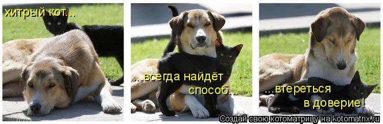 хитрый кот... ...всегда найдёт способ... ...втереться в доверие!... Котоматрица: хитрый кот... ...всегда найдёт способ... ...втереться в доверие!
