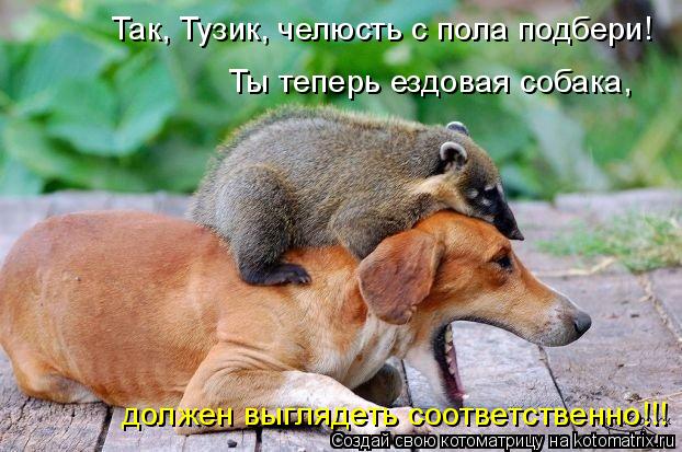 Так, Тузик, челюсть с пола подбери! Ты теперь ездовая собака, должен выглядеть соответственно!!!... Котоматрица: Так, Тузик, челюсть с пола подбери! Ты теперь ездовая собака, должен выглядеть соответственно!!!
