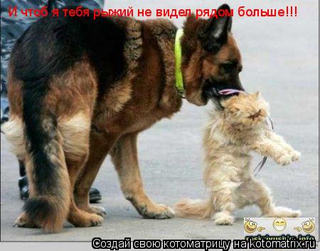 И чтоб я тебя рыжий не видел рядом больше!!!... Котоматрица: И чтоб я тебя рыжий не видел рядом больше!!!